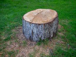 Best Hazardous Tree Removal  in Utica, OH